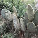 Image of Opuntia scheeri F. A. C. Weber