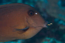 صورة Ctenochaetus tominiensis Randall 1955