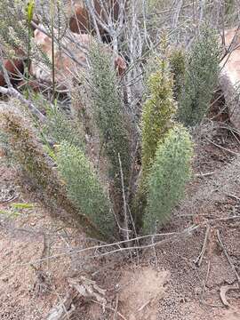 Image of Asparagus oliveri (Oberm.) Fellingham & N. L. Mey.