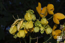 Senna macranthera (Collad.) H. S. Irwin & Barneby resmi