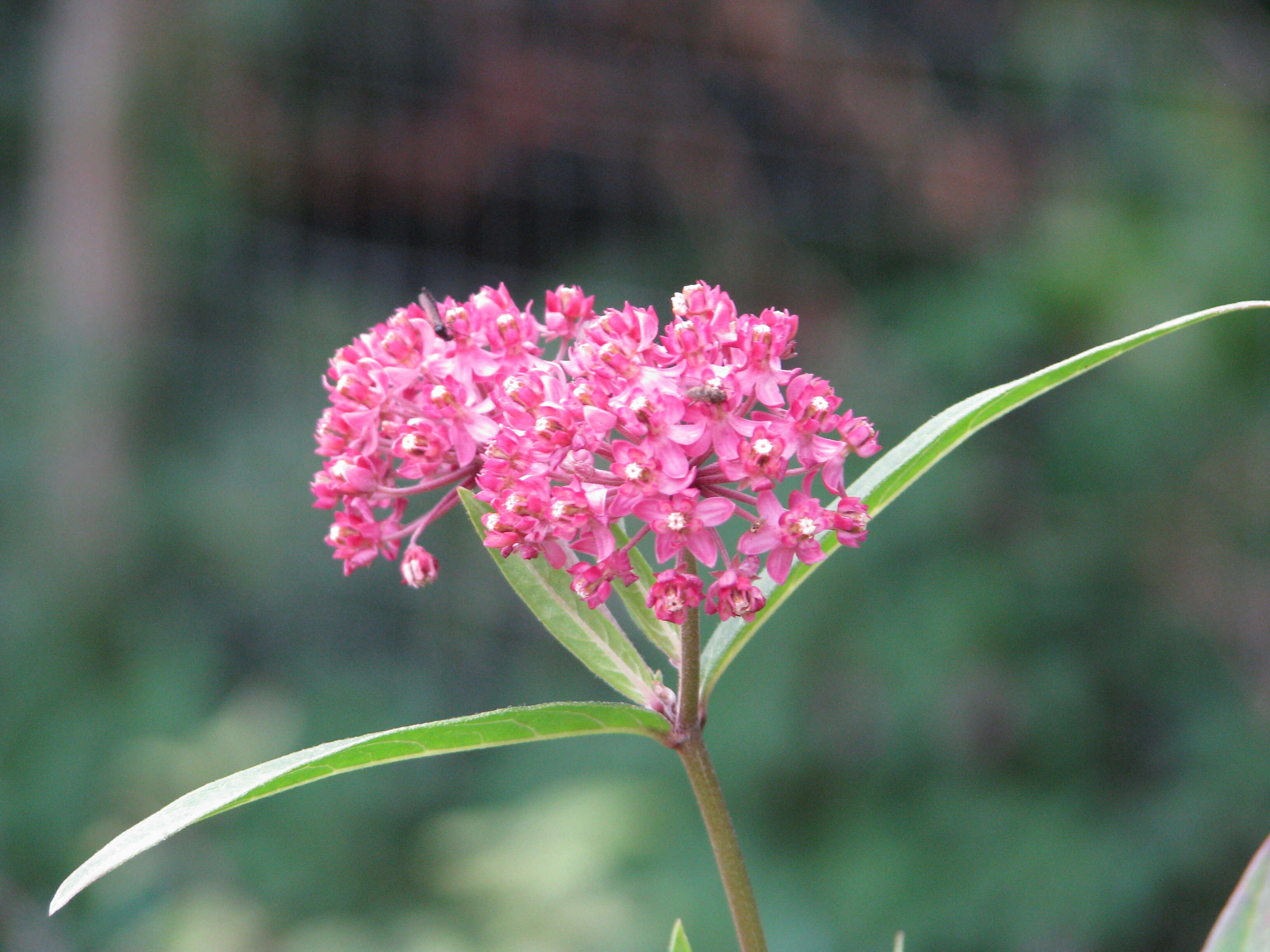 Image of purple milkweed