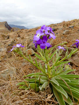 Image of Matthiola maderensis Lowe