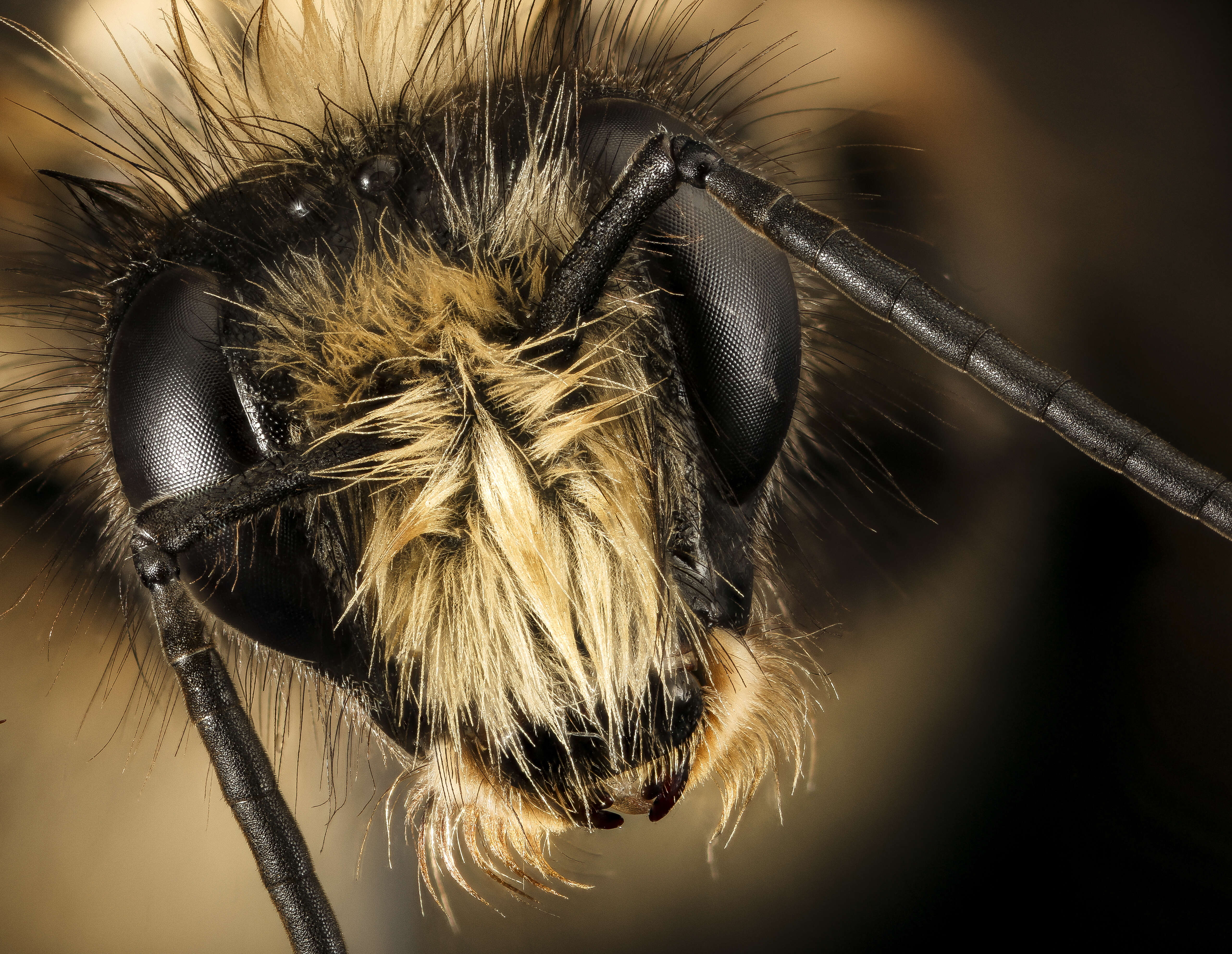 Image of Black Tail Bumble Bee