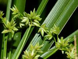 Image of Cyperus alternifolius subsp. flabelliformis Kük.