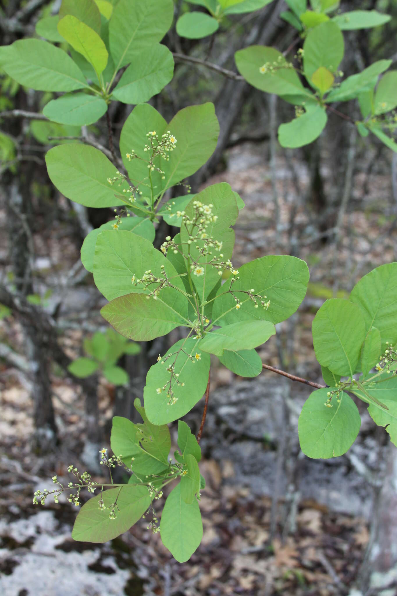 Imagem de Cotinus obovatus Raf.