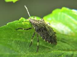 Image of Apateticus (Apateticus) lineolatus (Herrich-Schaeffer 1840)