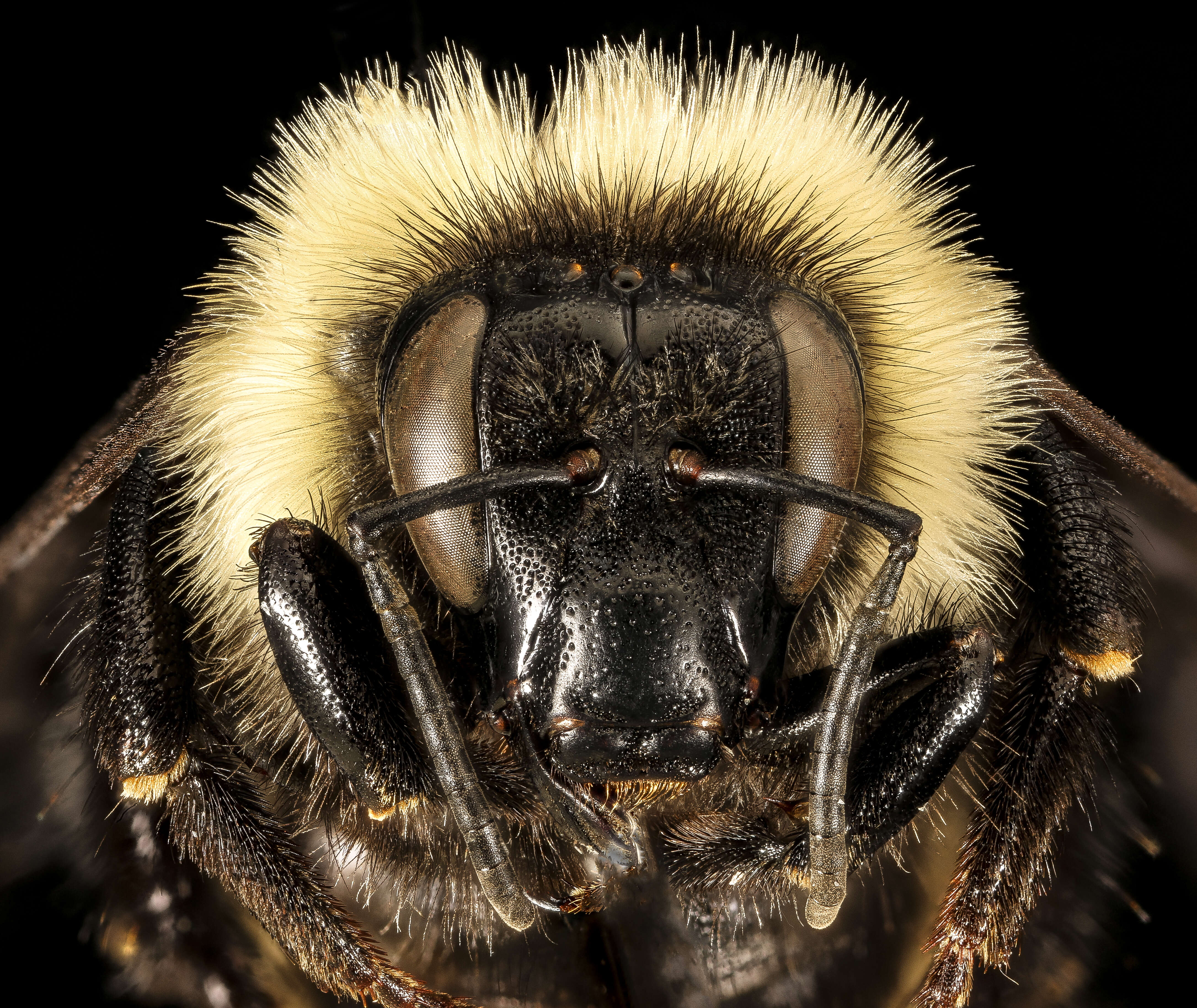 Image of Yellow Bumblebee
