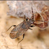 Peritrechus geniculatus (Hahn 1833) resmi