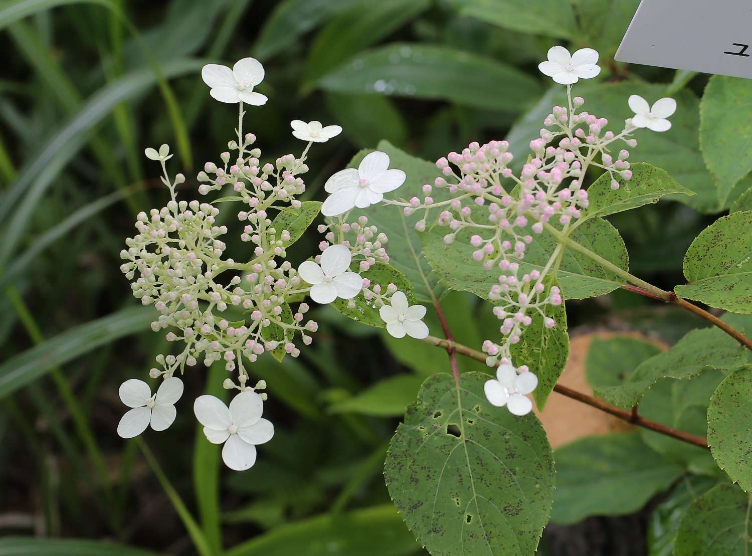 Image of panicled hydrangea