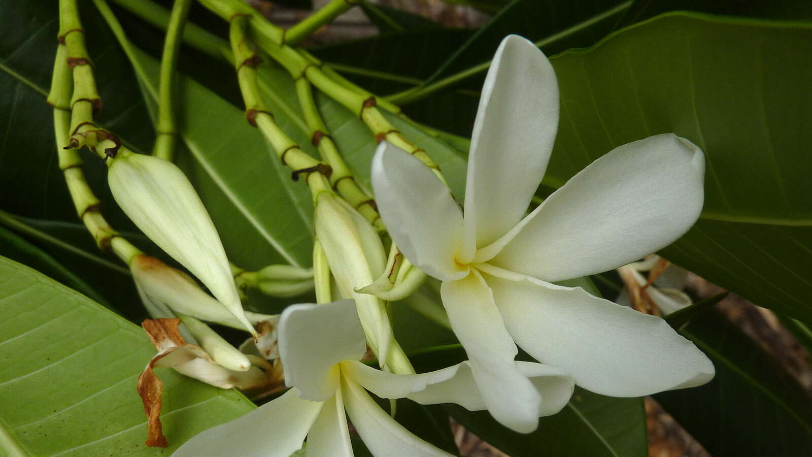 Image of Plumeria bracteata