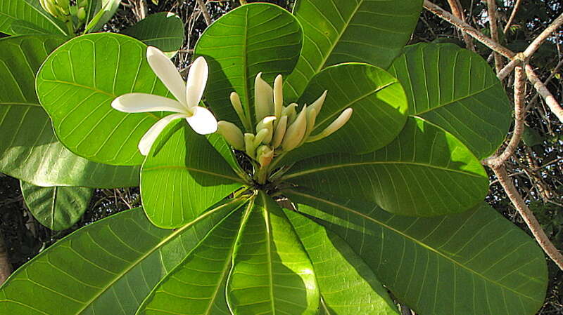 Image of Plumeria bracteata