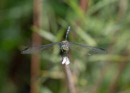 Image of Bottletail