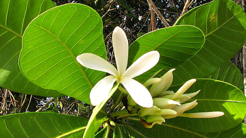 Image of Plumeria bracteata