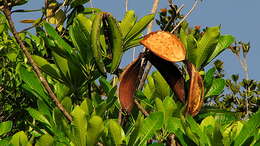 Image of Plumeria bracteata