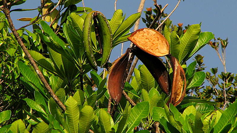 Image of Plumeria bracteata