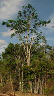 Image of Plumeria bracteata