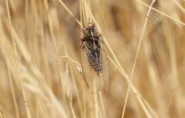 Image of tussock cicada