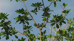 Image of Plumeria bracteata