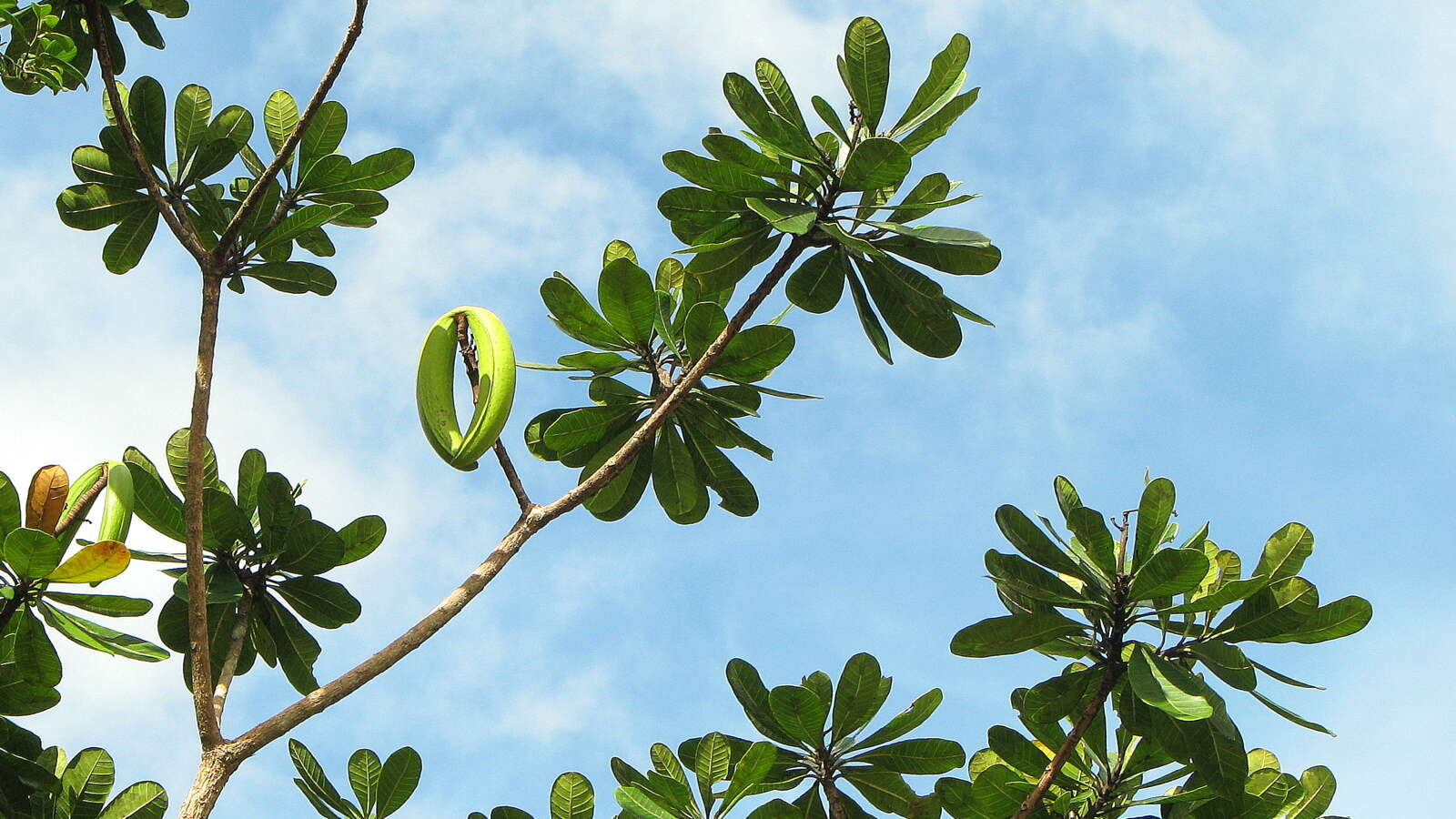 Image of Plumeria bracteata