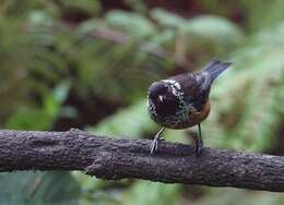 Image of Spangle-cheeked Tanager