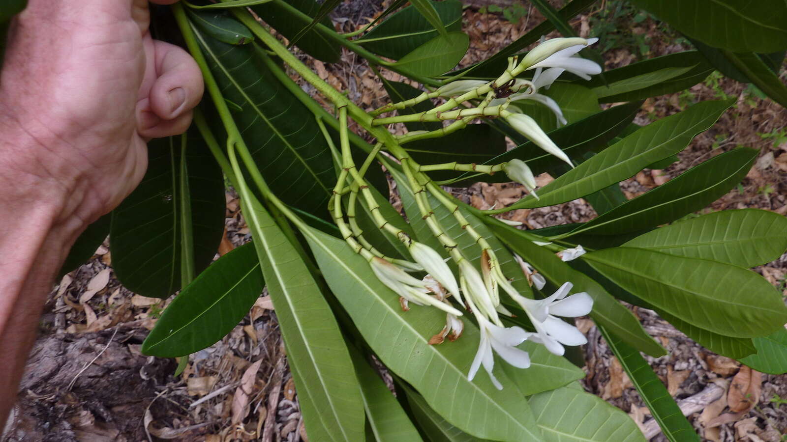 Image of Plumeria bracteata