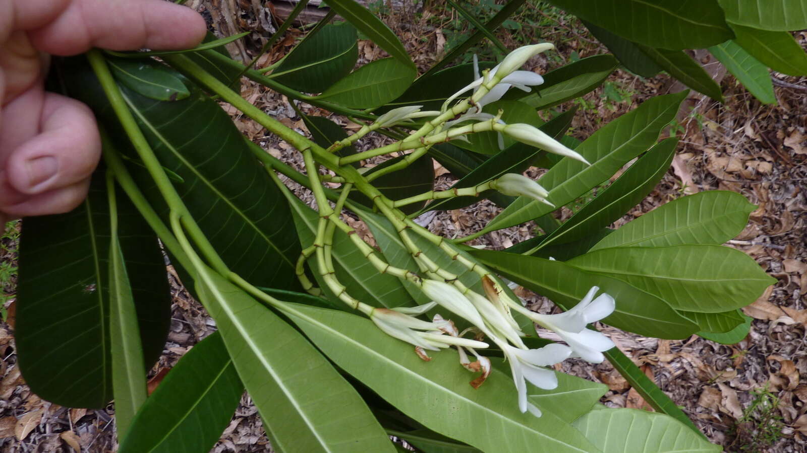 Image of Plumeria bracteata