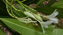 Image of Plumeria bracteata