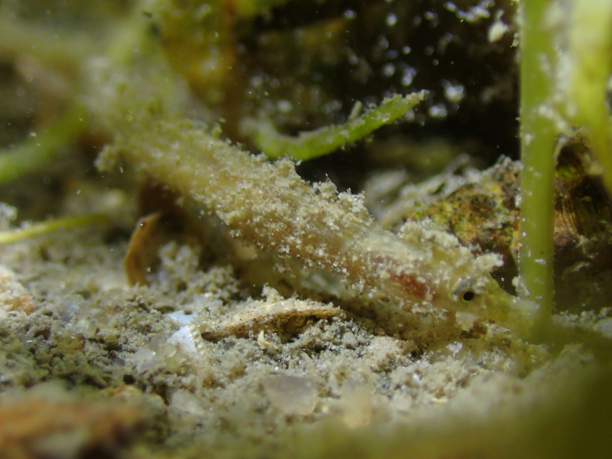 Image of Hairy pipefish