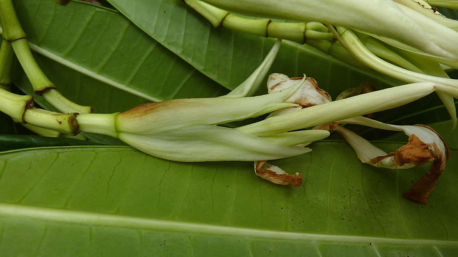 Image of Plumeria bracteata