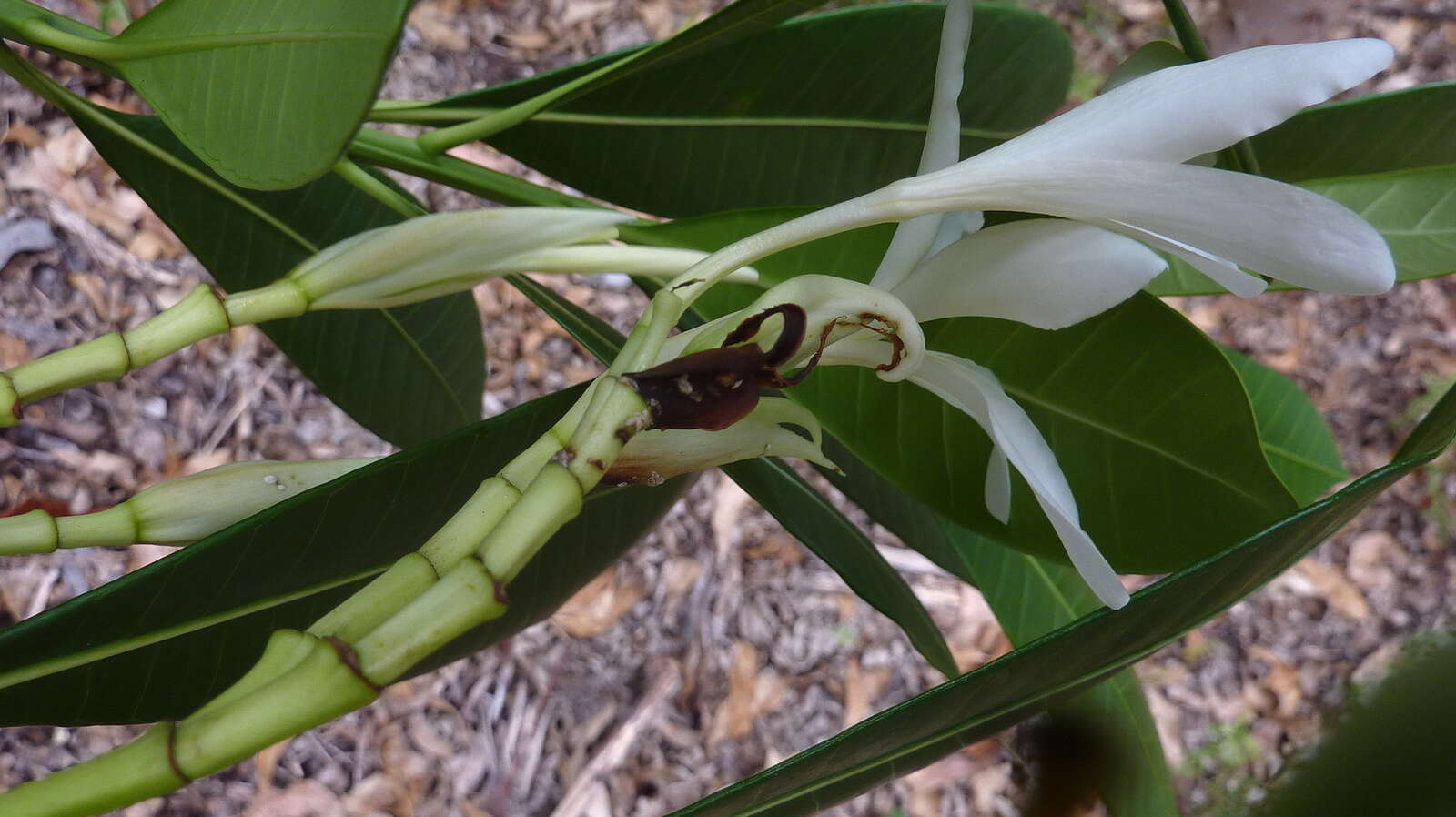 Image of Plumeria bracteata