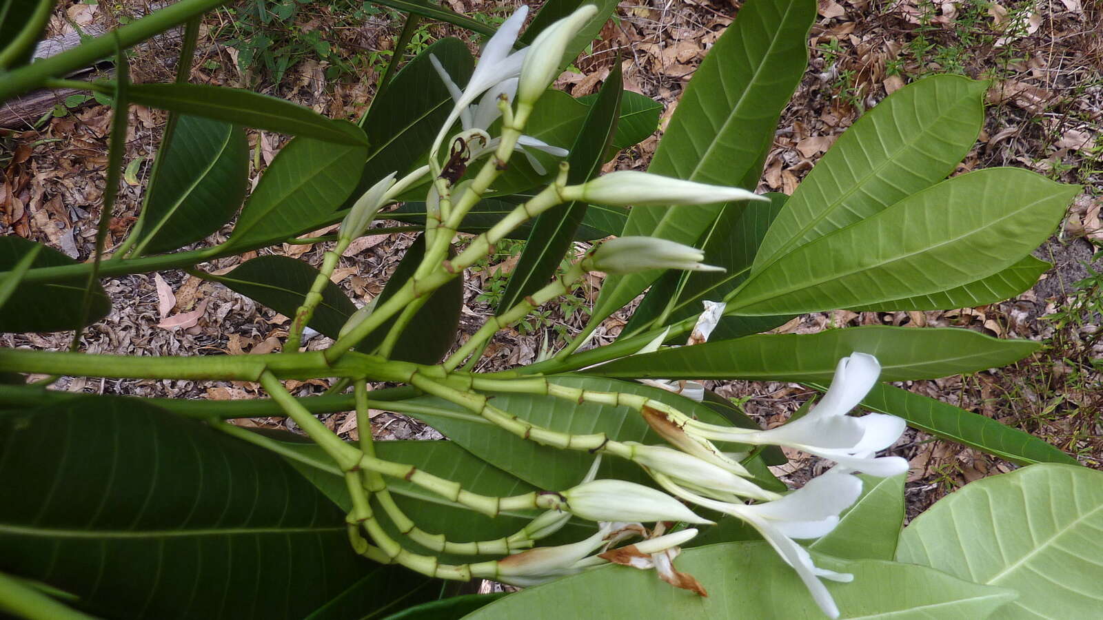 Image of Plumeria bracteata