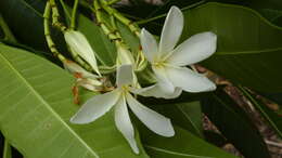 Image of Plumeria bracteata