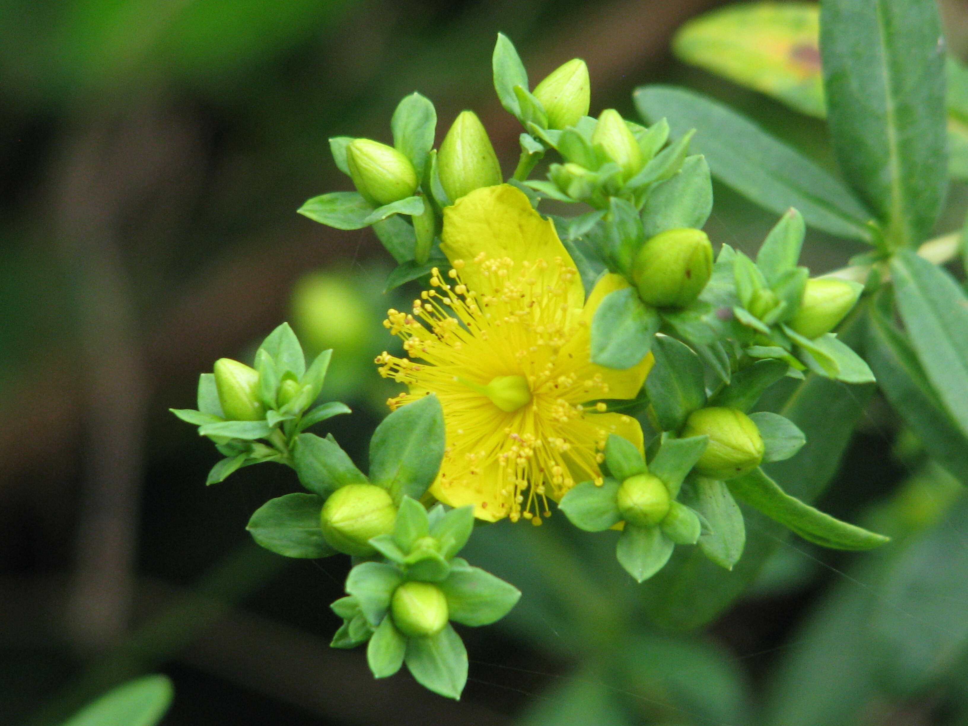 Image of Kalm's St. John's wort