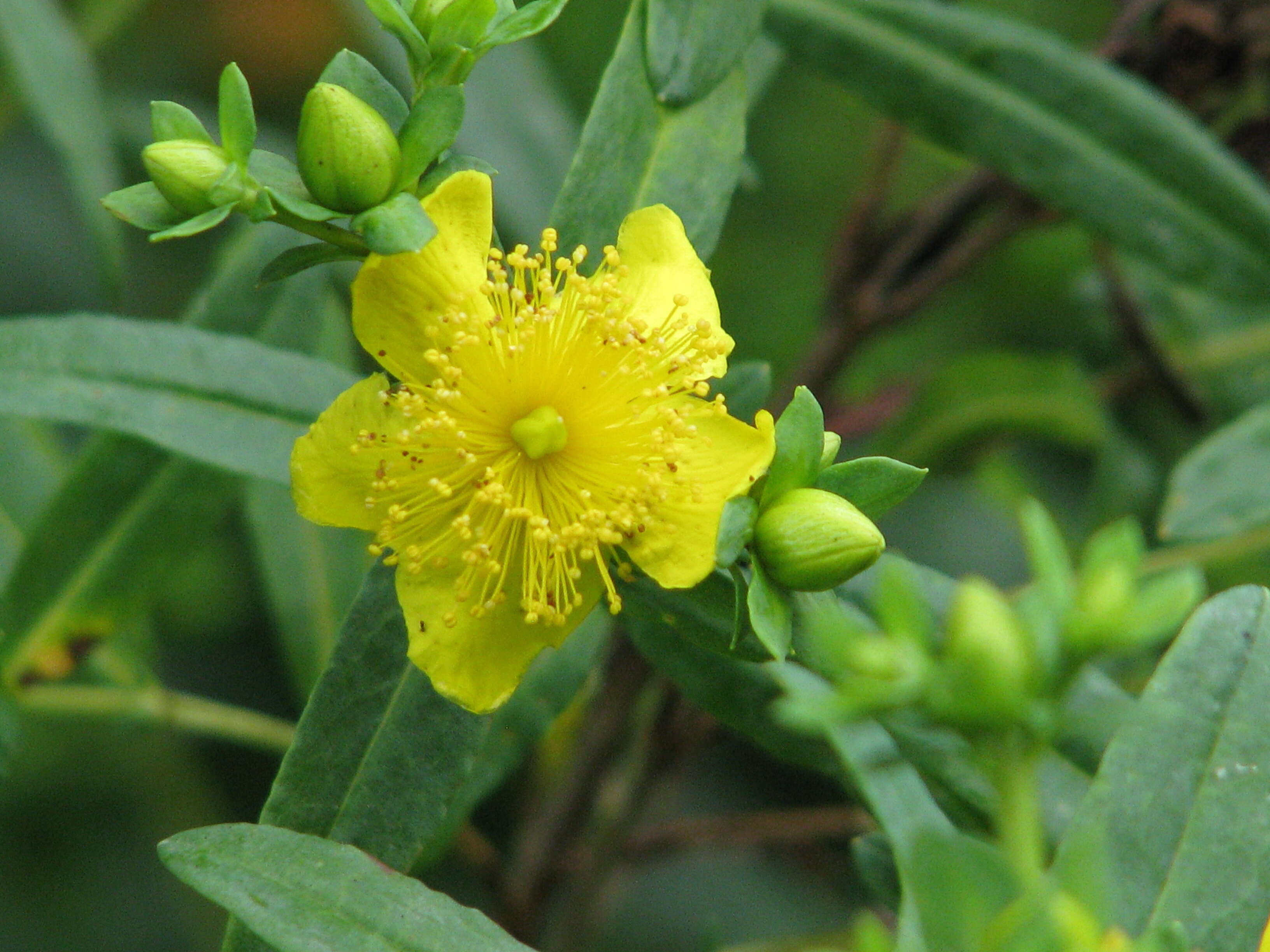 Image of Kalm's St. John's wort