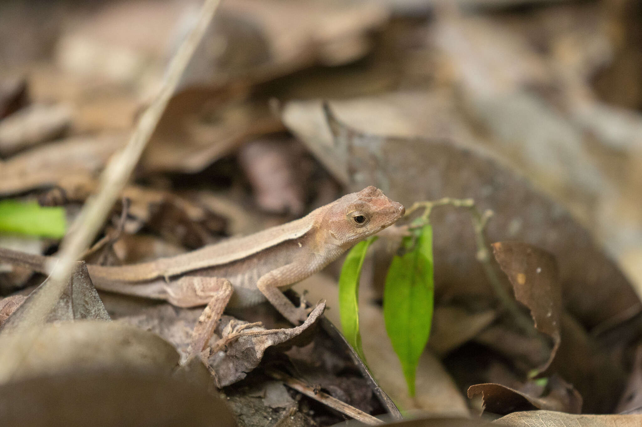 Plancia ëd Anolis tropidonotus Peters 1863