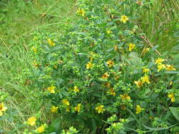 Image of Kalm's St. John's wort