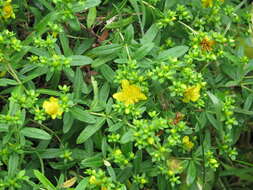 Image of Kalm's St. John's wort