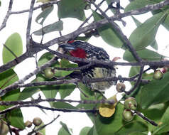 Image of Black-spotted Barbet