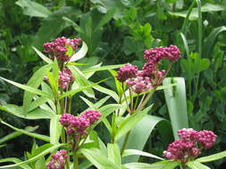 Image of swamp milkweed