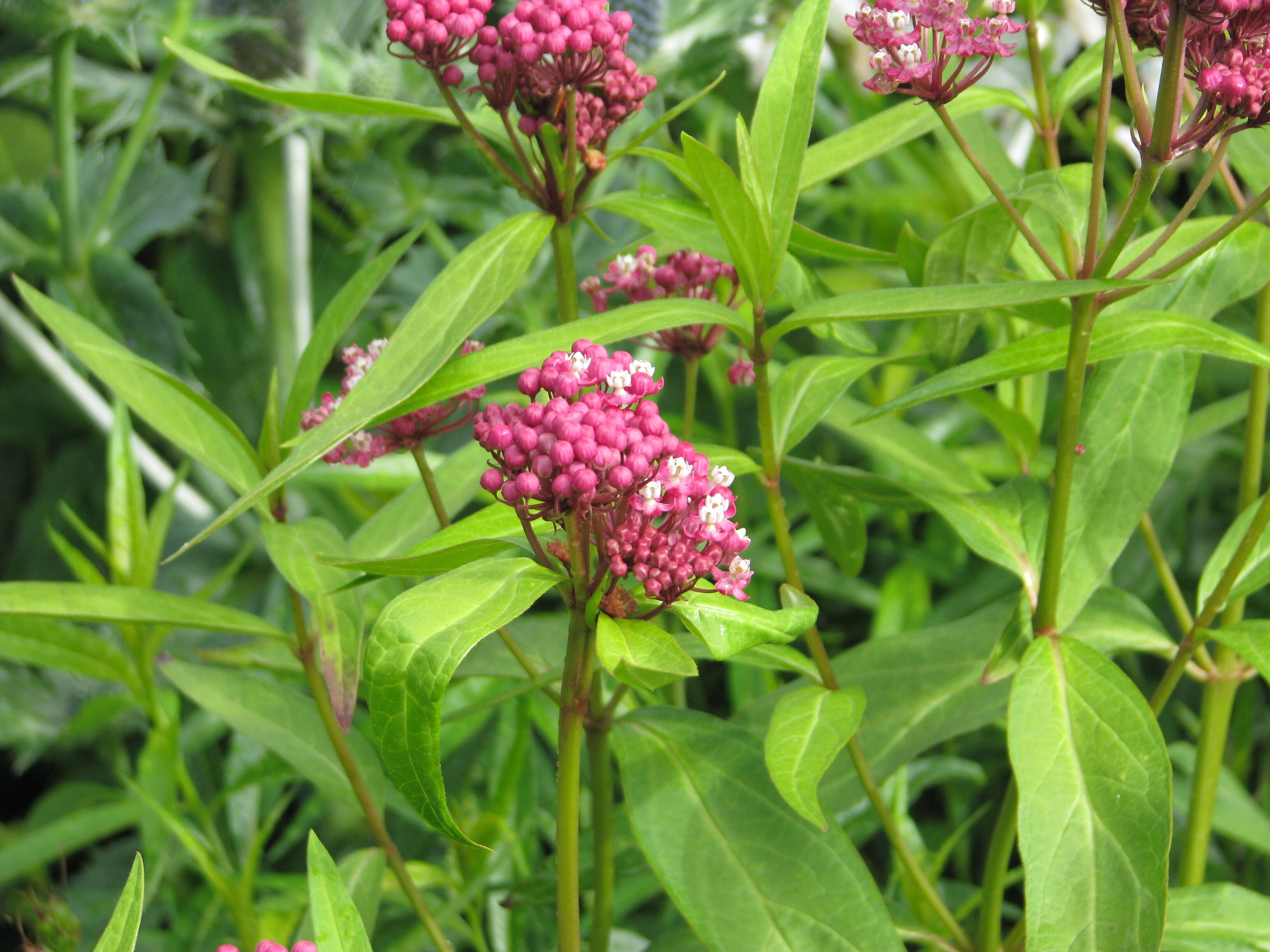 Imagem de Asclepias incarnata L.