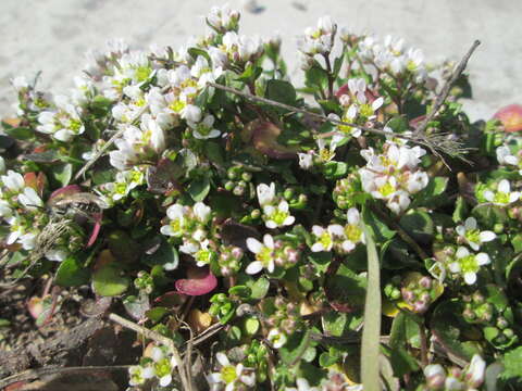 Image of early scurvygrass