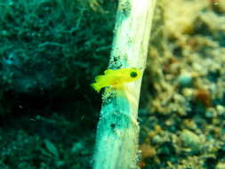 صورة Lubricogobius