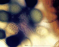 Image of Gelasinospora endodonta (Malloch & Cain) Arx 1973