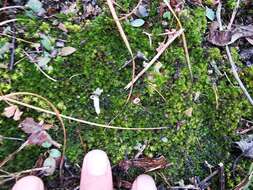 Image of Blytt's calcareous moss