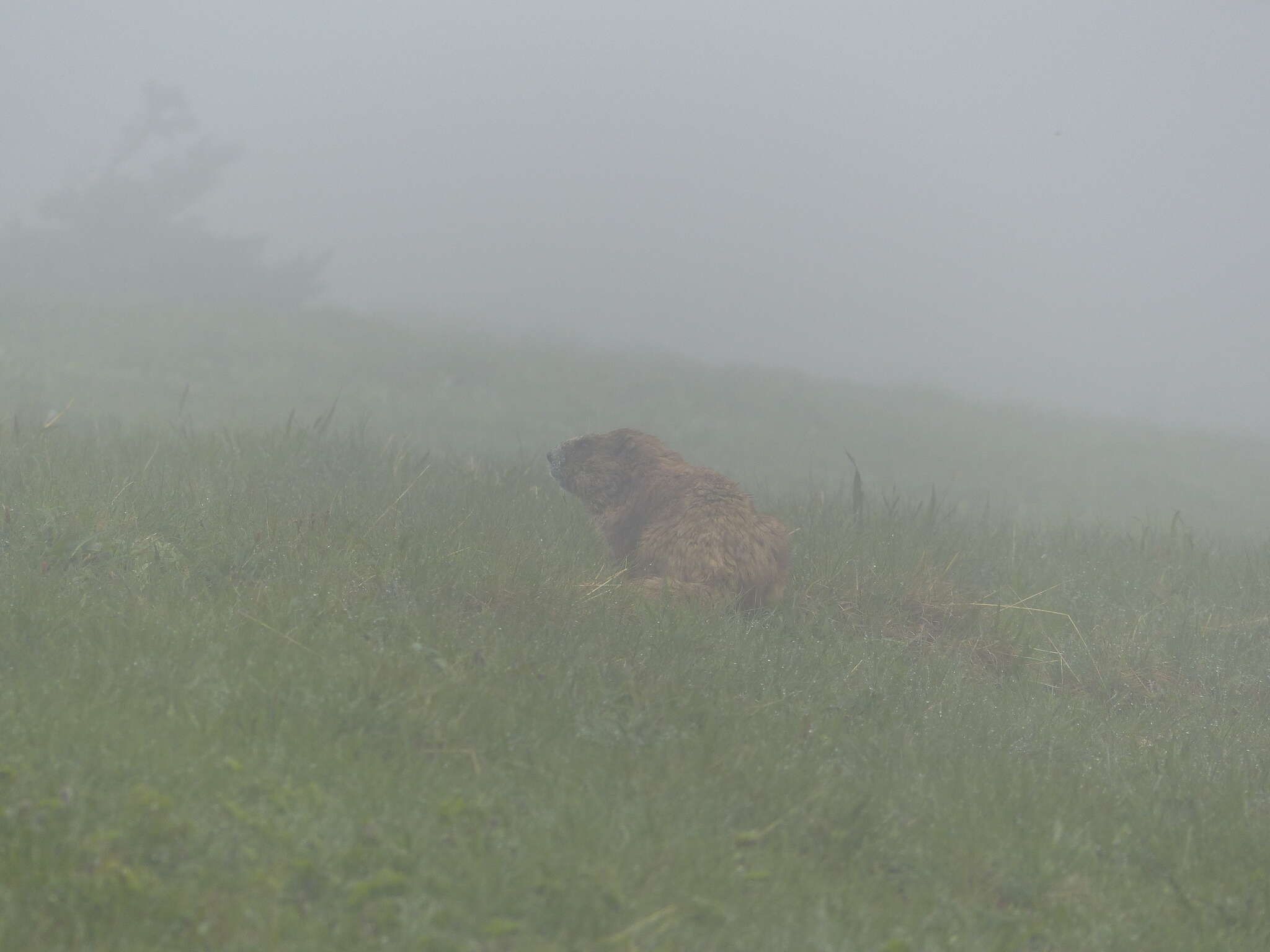 Image of Olympic Marmot