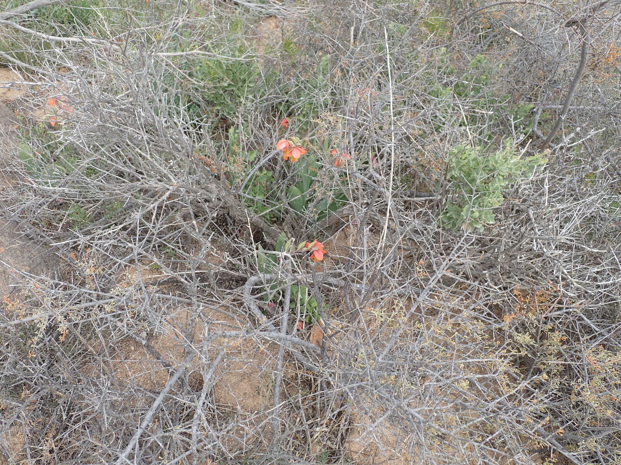 Image of Gladiolus equitans Thunb.