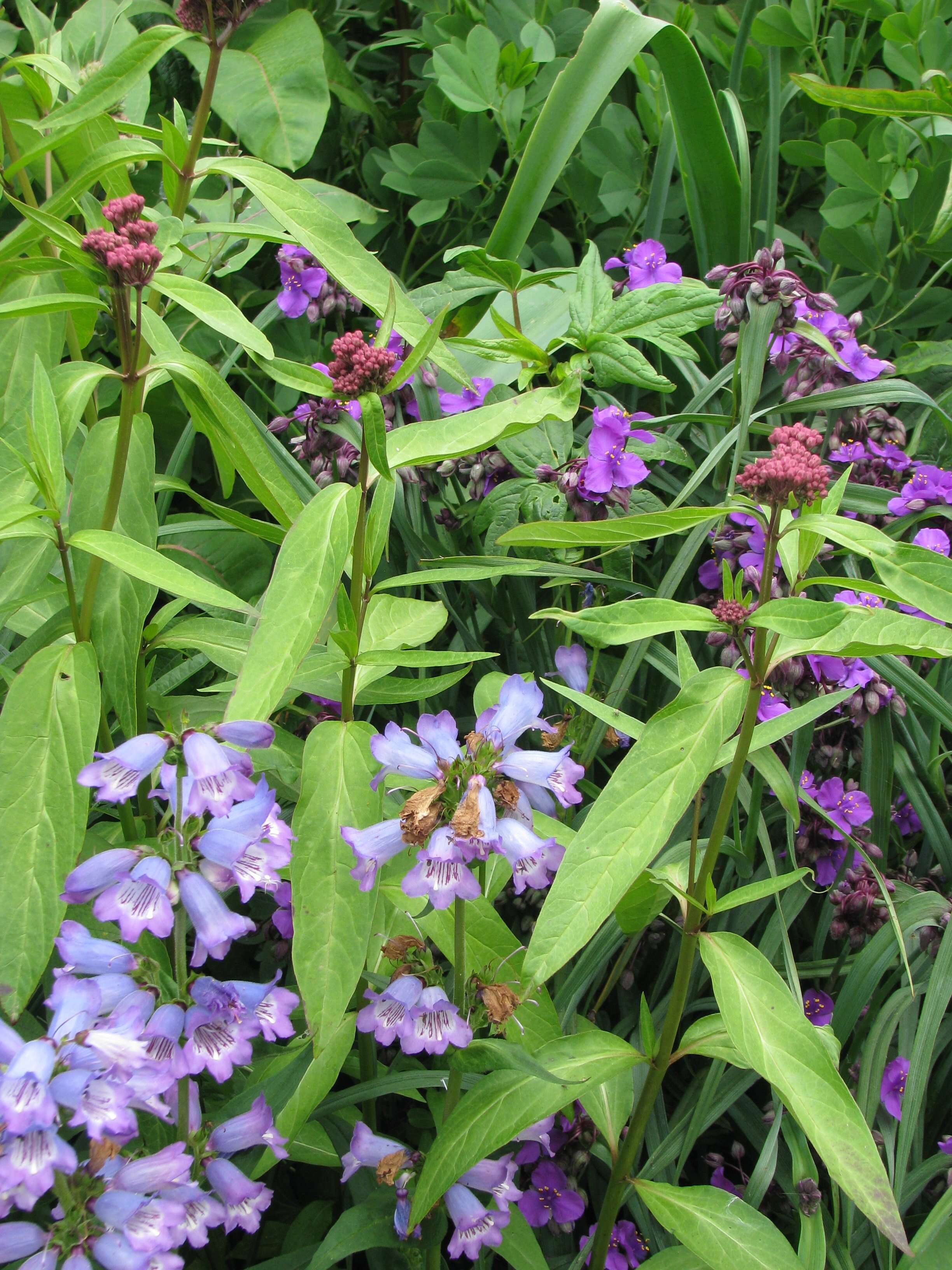 Image of swamp milkweed