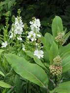 Image of common milkweed