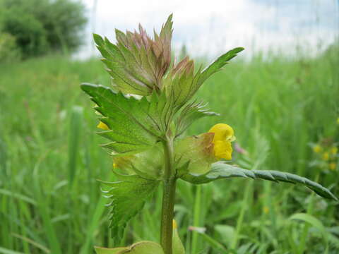 Image of Yellow rattle