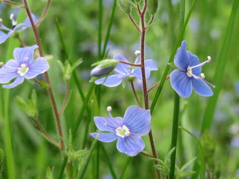 Image of bird's-eye speedwell